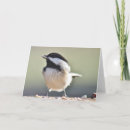 Buscar pollo fotografía Fotografía de pájaro