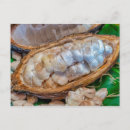 Buscar pod postales Cacao