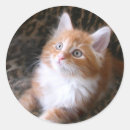Buscar tabby azul pegatinas Gato