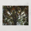Buscar árbol de la vida postales Belleza