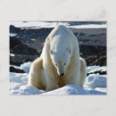 Buscar osos polares postales Vida salvaje