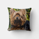 Buscar yorkshire cojines Perro