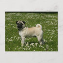 Buscar carlin postales Pug