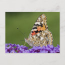 Buscar néctar postales Mariposa