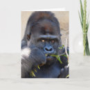 Buscar gorila tarjetas Fotografía de vida silvestre