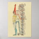 Buscar sensorial posters Anatomía