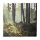 Buscar bosque azulejos Tranquilidad