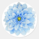 Buscar dalia pegatinas Verano