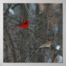 Buscar sexo arte Cardenal de sexo masculino