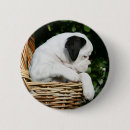 Buscar boxeador chapas Flores
