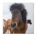 Buscar equus azulejos Caballo