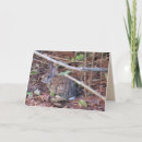 Buscar rabbit fotografía Naturaleza