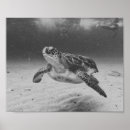 Buscar tortuga arte Tropical