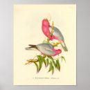 Buscar rosa breasted Galah