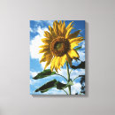 Buscar girasol gigante posters Christopher talbot frank