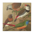 Buscar pájaro del mascota azulejos Colorido