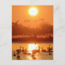 Buscar cisne postales Atardecer