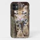 Buscar leopardo fotografía Fotógrafo