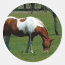 Buscar pinto pegatinas Equino