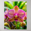 Buscar orquídea posters 9 º pared