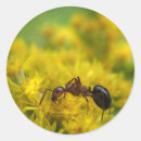 Buscar hormiga pegatinas Insectos