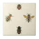 Buscar escarabajos azulejos Insectos