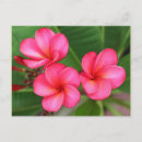 Buscar plumeria postales Hawaiano