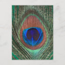 Buscar pavo real postales Fotografía