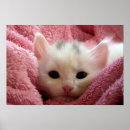 Buscar gatito suave posters Animales