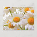 Buscar flores brillantes postales Margarita