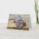 Buscar funny dachshund tarjetas Perros