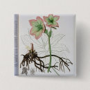 Buscar florida chapas Fruta