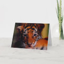Buscar tigre blanco tarjetas Animal
