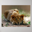 Buscar rey de la selva posters Fauna