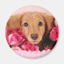 Buscar dachshund lindo imanes Dackel