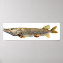 Buscar muski Septentrional
