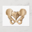 Buscar hueso humano postales 3d