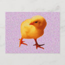 Buscar gallina amarilla postales Granja