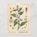 Buscar plantas medicinales postales Vintage