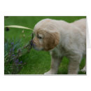 Buscar golden bob Cachorro