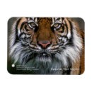 Buscar tiger imanes Animales