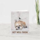 Buscar shihtzu tarjetas Animales