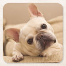 Buscar french bulldog posavasos Puppy