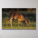 Buscar virginianus posters Pastizal