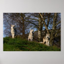 Buscar peligroso posters Animal