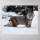 Buscar lince posters Lynx