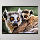 Buscar lemur posters Animales