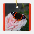 Buscar almirante adornos Mariposa