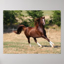 Buscar cola de caballo posters Árabe