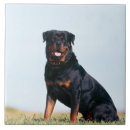 Buscar rottweiler azulejos Retrato